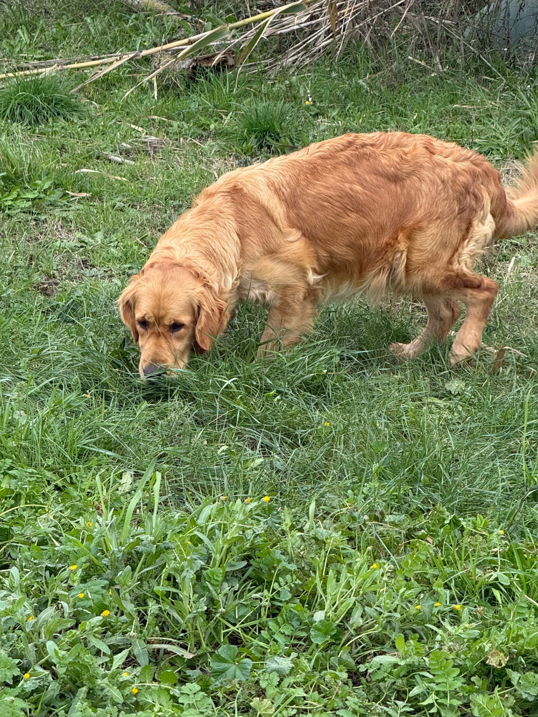 Vulcane Des Monts d'Asgard