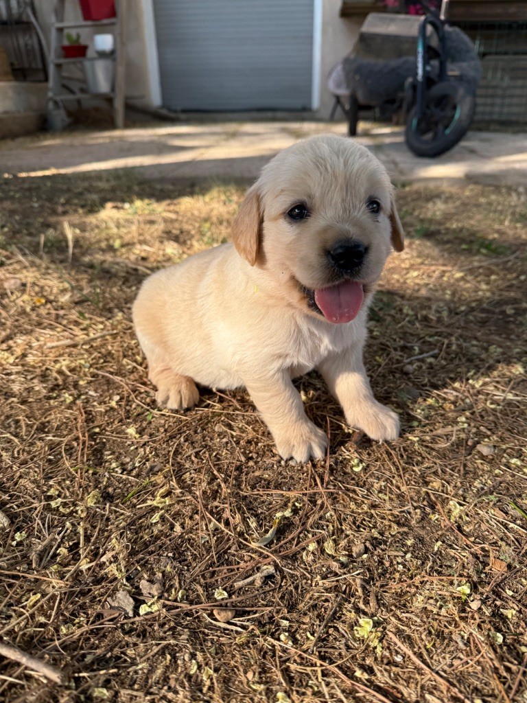 Des Monts d'Asgard - Chiots disponibles - Golden Retriever