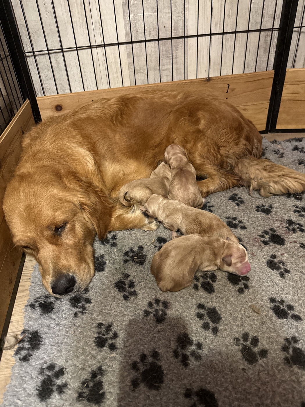 Chiot Golden Retriever Des Monts d'Asgard