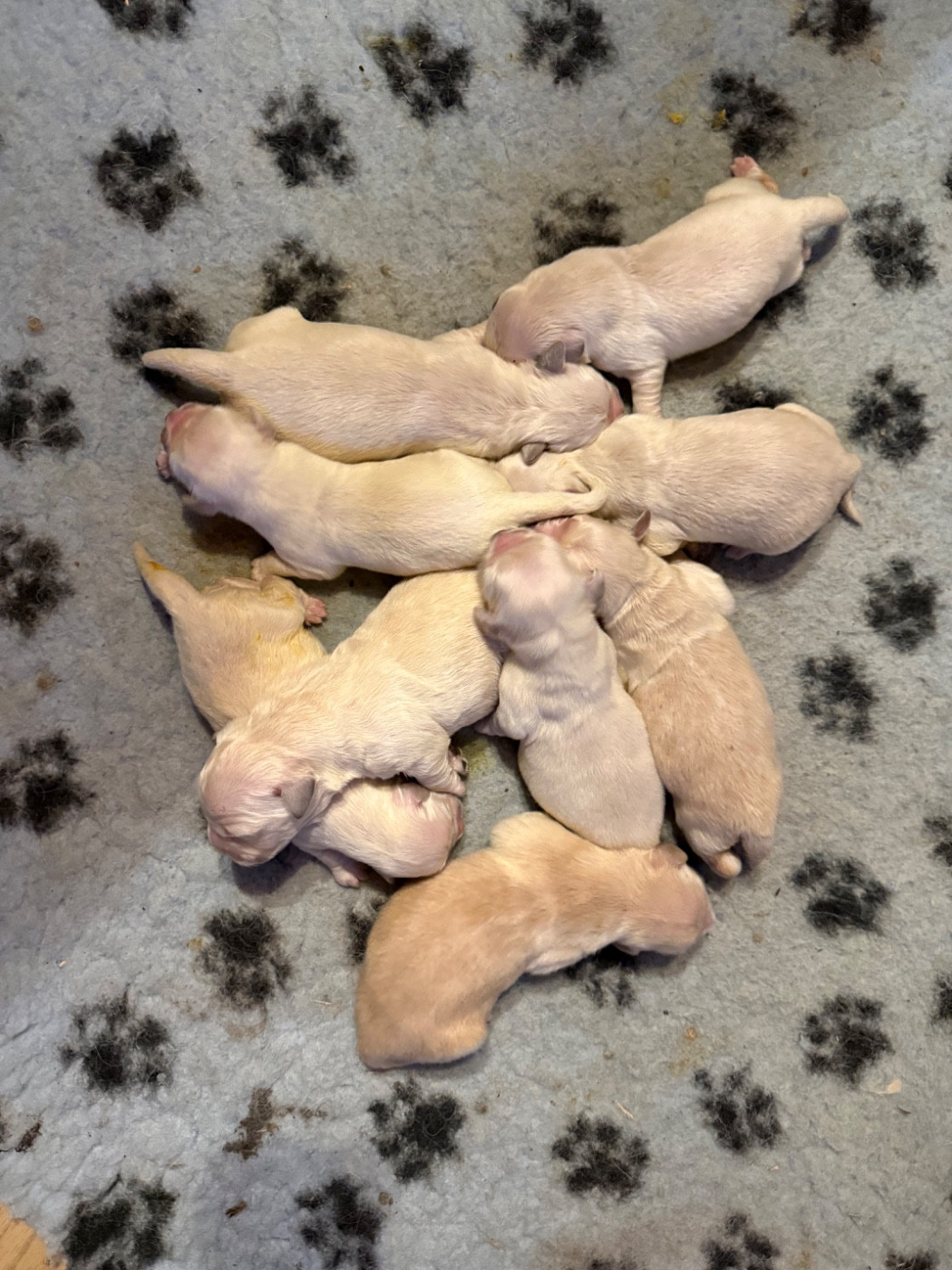 Des Monts d'Asgard - Chiots disponibles - Golden Retriever
