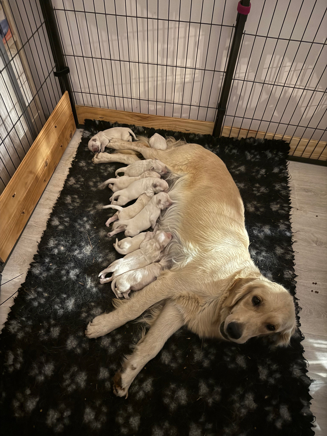 Des Monts d'Asgard - Chiots disponibles - Golden Retriever