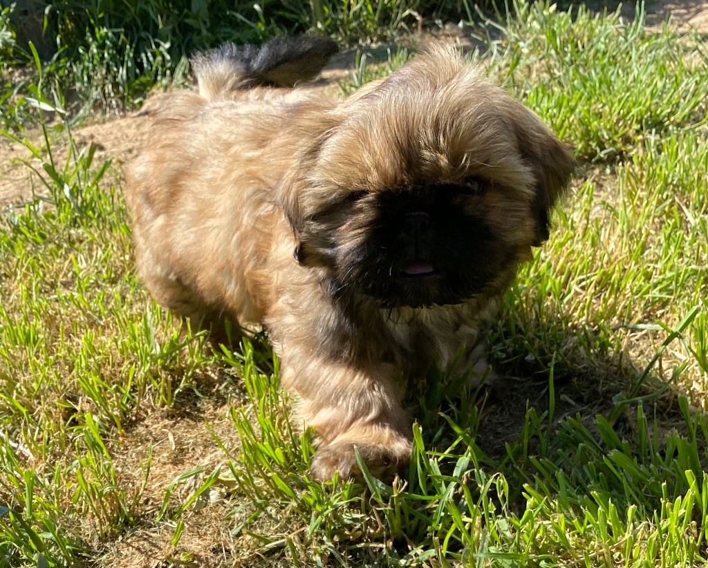 Des Monts d'Asgard - Chiots disponibles - Shih Tzu