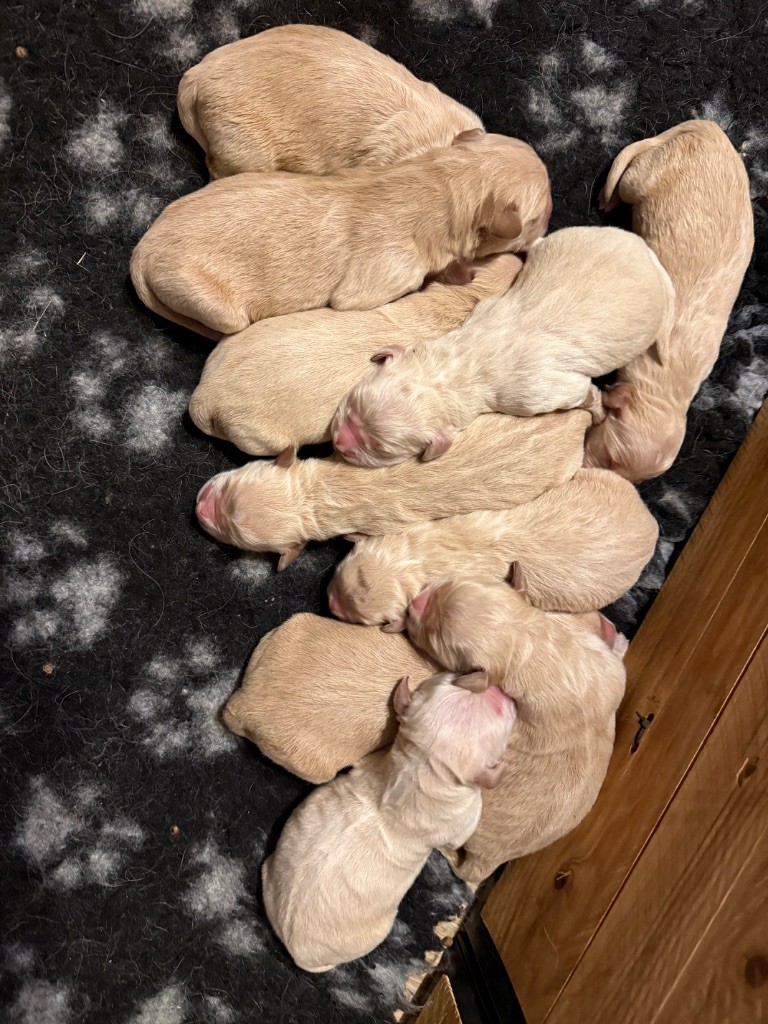 Des Monts d'Asgard - Chiots disponibles - Golden Retriever