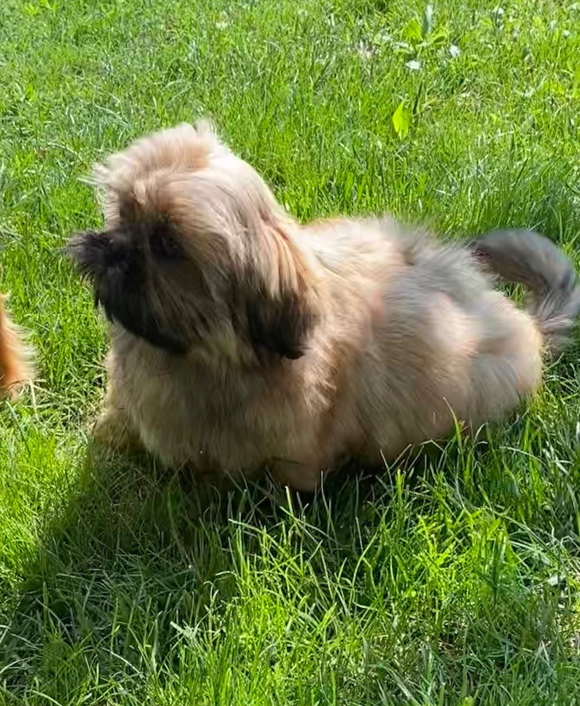 Des Monts d'Asgard - Chiots disponibles - Shih Tzu