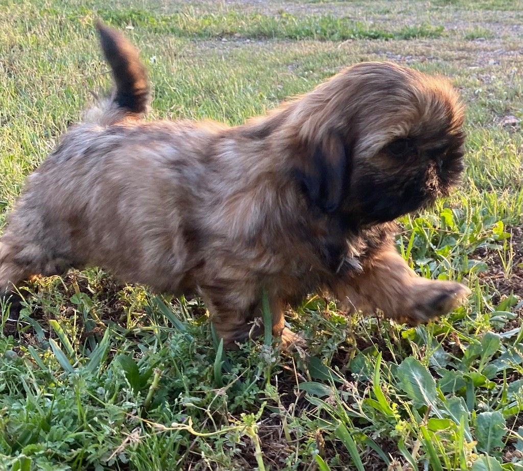 Des Monts d'Asgard - Chiots disponibles - Shih Tzu