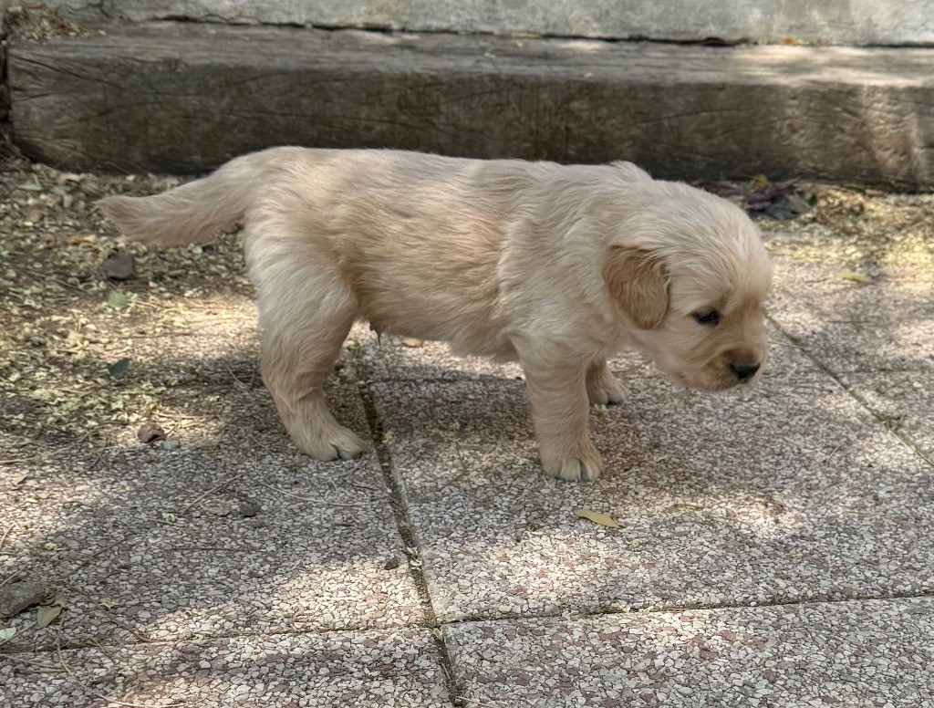 Des Monts d'Asgard - Chiots disponibles - Golden Retriever