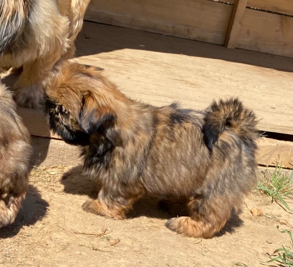 Des Monts d'Asgard - Chiots disponibles - Shih Tzu