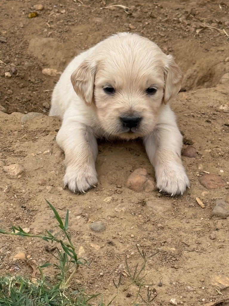 Des Monts d'Asgard - Chiots disponibles - Golden Retriever