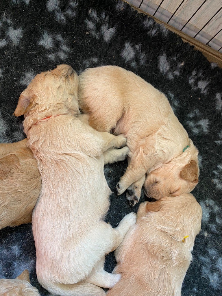 Des Monts d'Asgard - Chiots disponibles - Golden Retriever