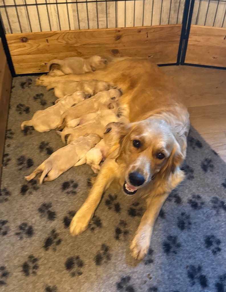 Des Monts d'Asgard - Golden Retriever - Portée née le 04/10/2025