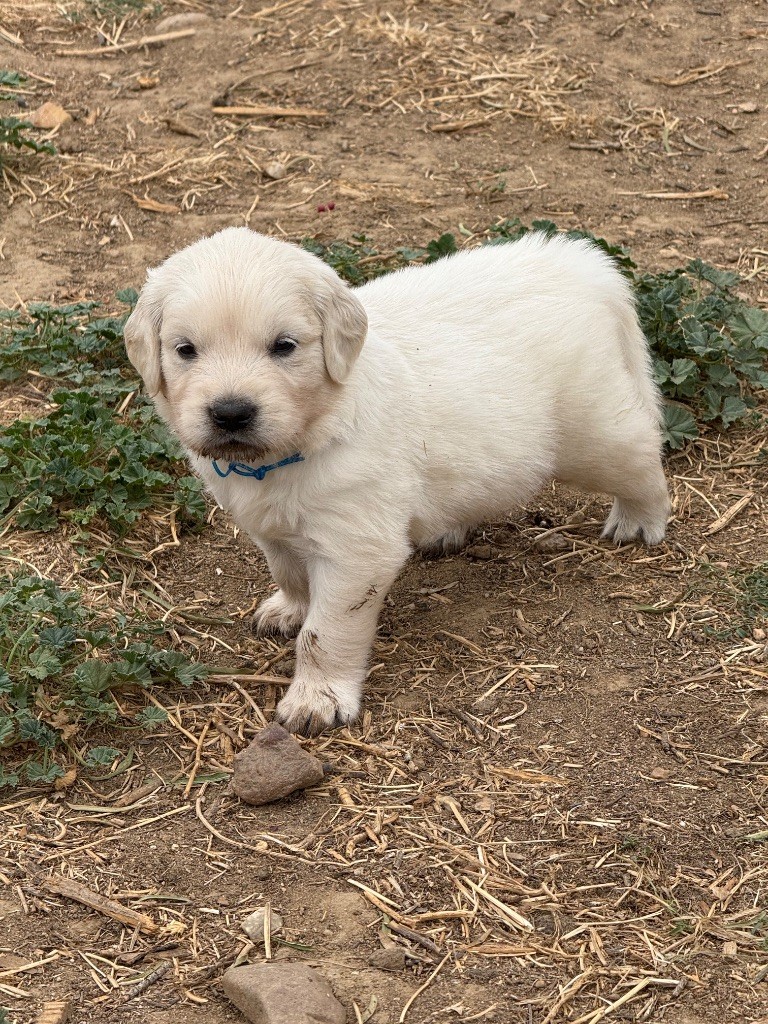 Des Monts d'Asgard - Chiots disponibles - Golden Retriever