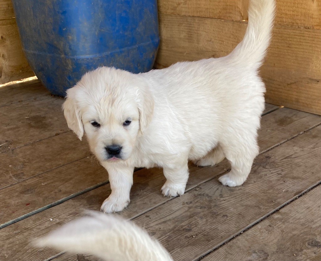 Des Monts d'Asgard - Chiots disponibles - Golden Retriever