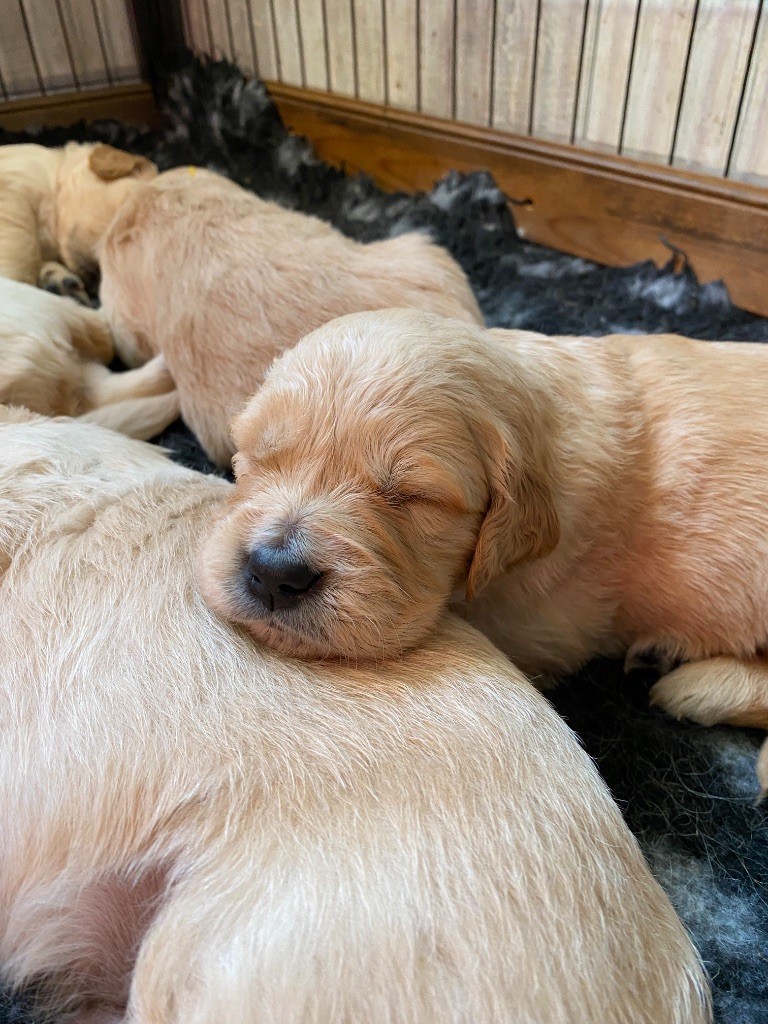 Des Monts d'Asgard - Chiots disponibles - Golden Retriever