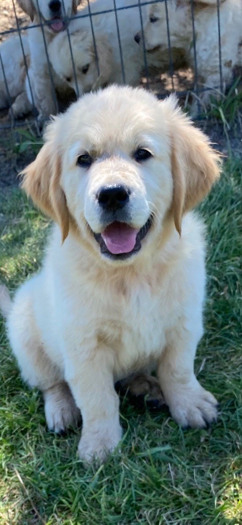 Des Monts d'Asgard - Chiots disponibles - Golden Retriever