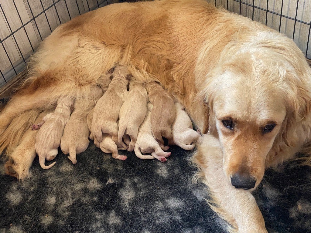 Chiot Golden Retriever Des Monts d'Asgard