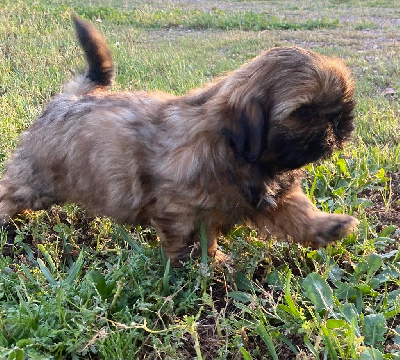 CHIOT 4