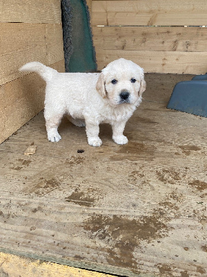 CHIOT