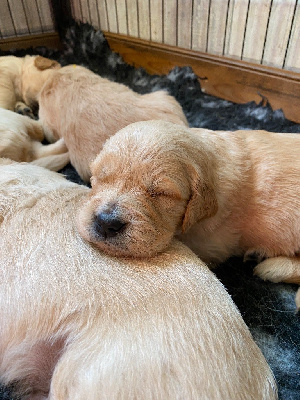 CHIOT 5