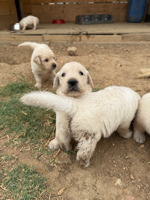 CHIOT 5
