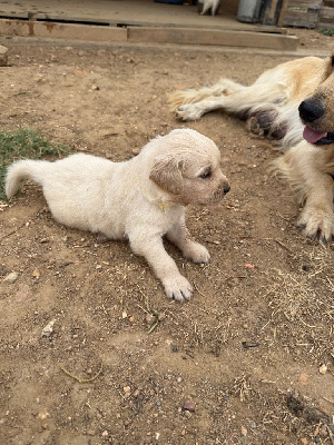CHIOT 10