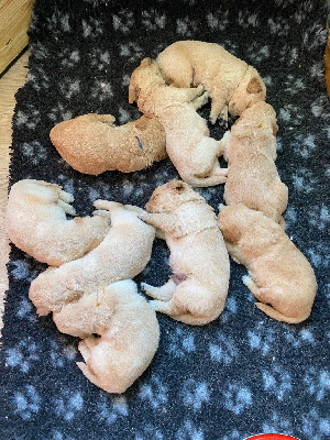 CHIOT 1