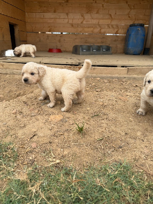 CHIOT 6