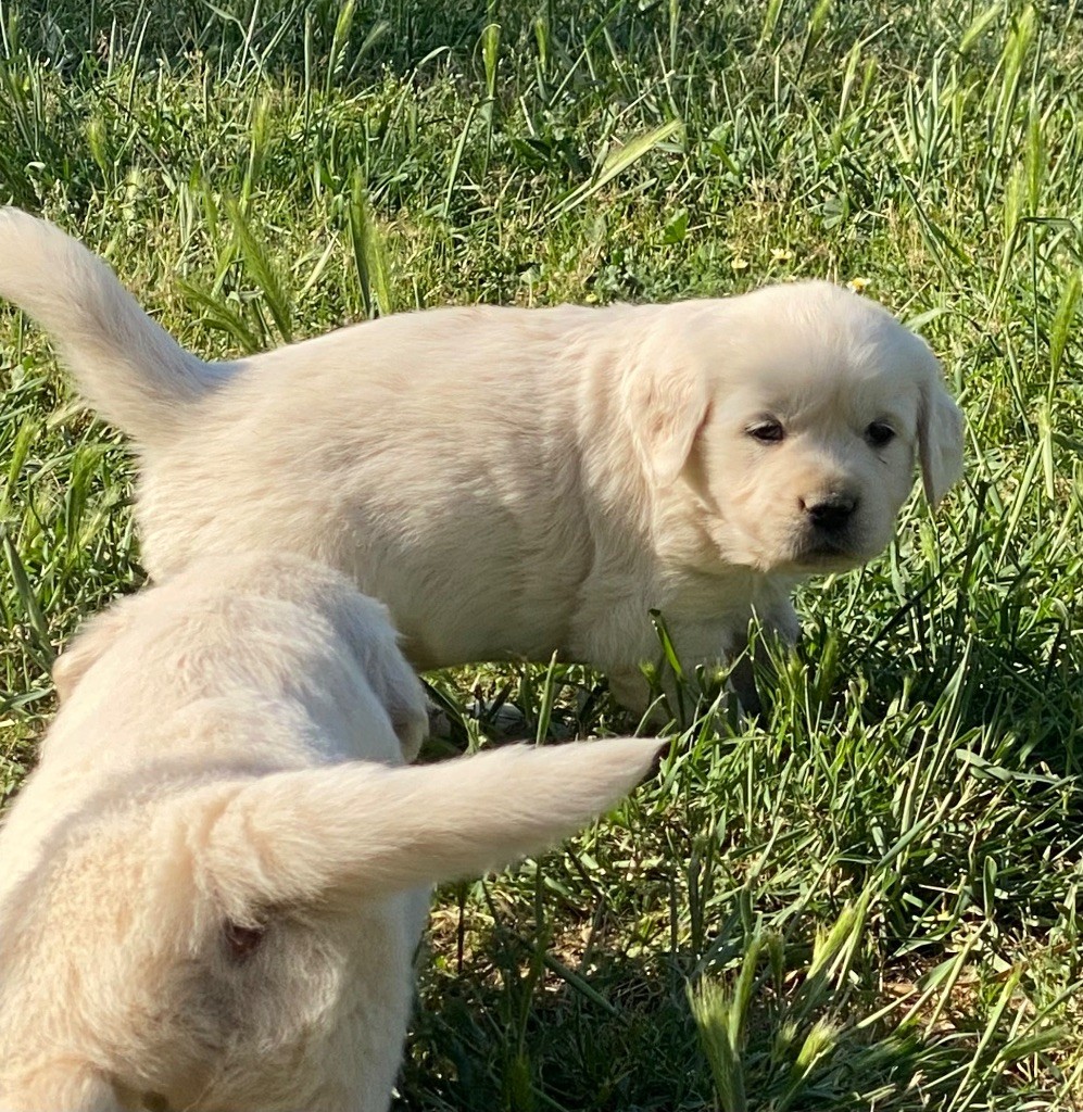Des Monts d'Asgard - Chiots disponibles - Golden Retriever