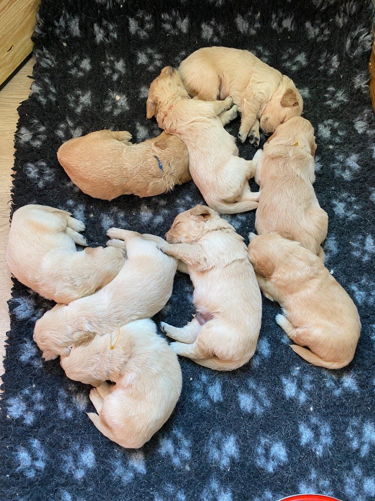 Des Monts d'Asgard - Chiots disponibles - Golden Retriever