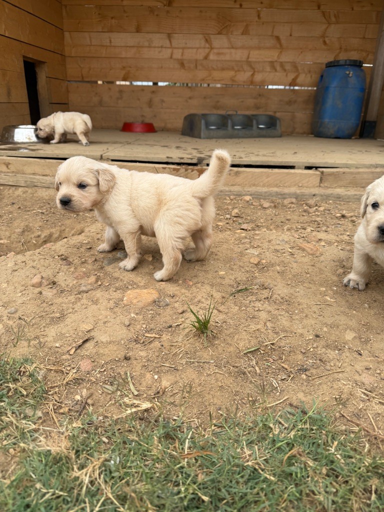 Des Monts d'Asgard - Chiots disponibles - Golden Retriever