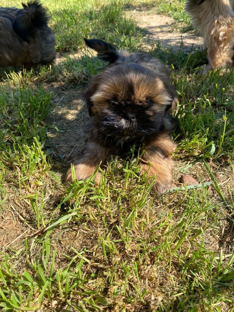 Des Monts d'Asgard - Chiots disponibles - Shih Tzu