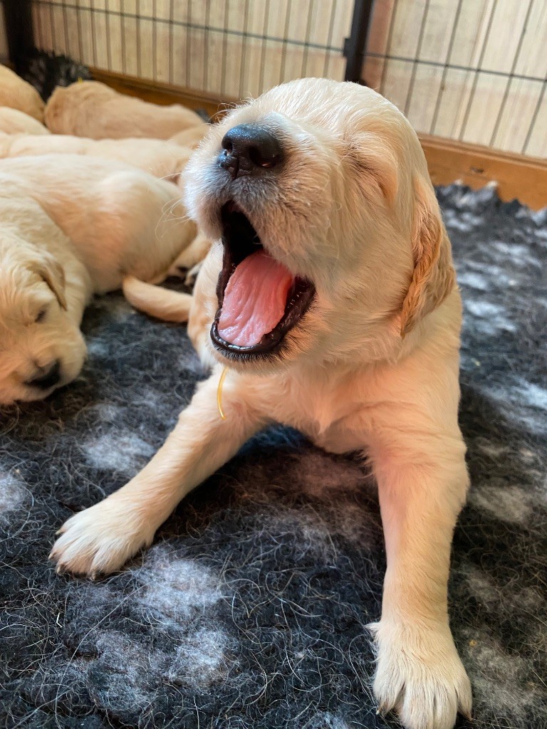 Des Monts d'Asgard - Chiots disponibles - Golden Retriever